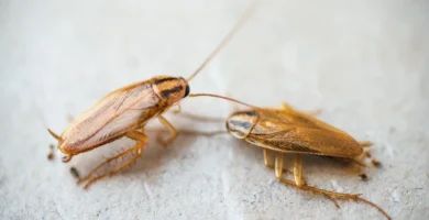 a close up of a german cockroach