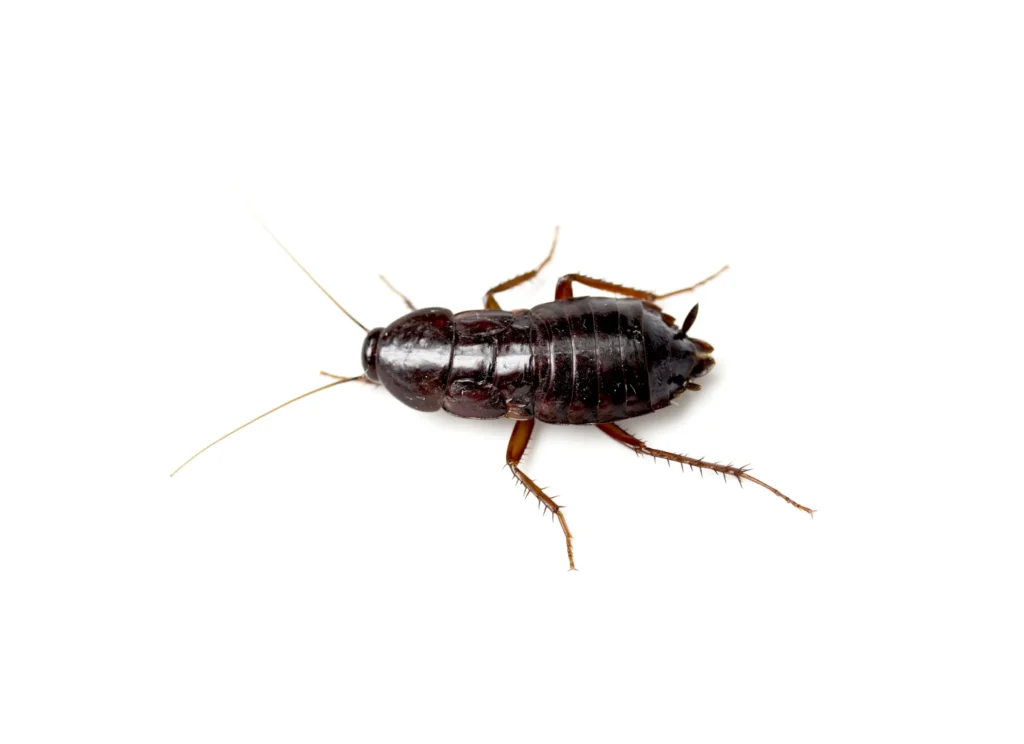 a close up of a oriental cockroach. Effective pest control for oriental cockroach